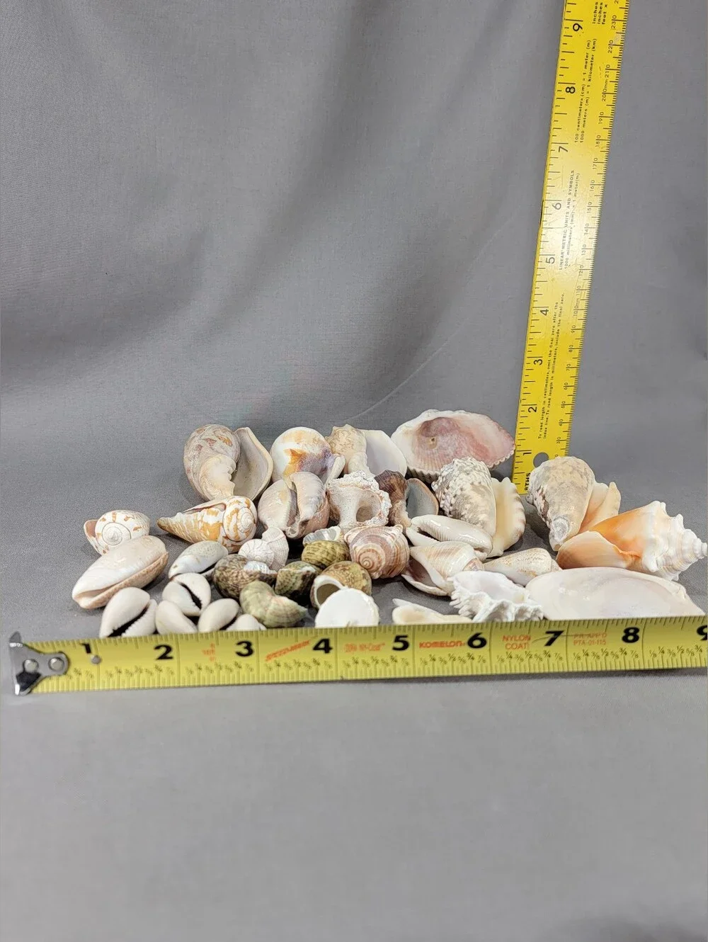 Mixed Shell Seashell Lot Beach Wedding Coastal Nautical Crafts Decor